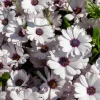 White African Cape Daisy Seeds - Dimorphotheca Sinuata - 25 Seeds - Full Sun - Image 1