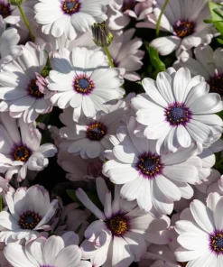 White African Cape Daisy Seeds - Dimorphotheca Sinuata - 25 Seeds - Full Sun - Image 1