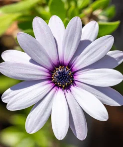 White African Cape Daisy Seeds - Dimorphotheca Sinuata - 25 Seeds - Full Sun - Image 10