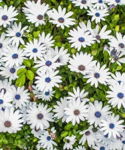 White African Cape Daisy Seeds - Dimorphotheca Sinuata - 25 Seeds - Full Sun - Image 2