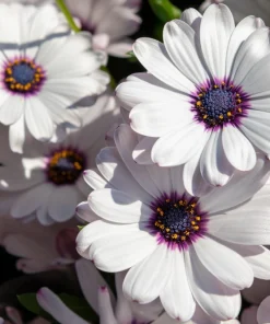 White African Cape Daisy Seeds - Dimorphotheca Sinuata - 25 Seeds - Full Sun - Image 3