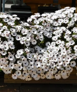 White African Cape Daisy Seeds - Dimorphotheca Sinuata - 25 Seeds - Full Sun - Image 4