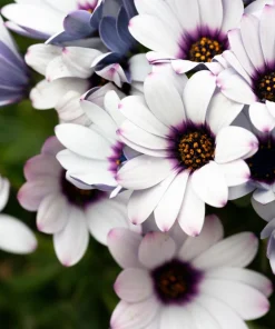 White African Cape Daisy Seeds - Dimorphotheca Sinuata - 25 Seeds - Full Sun - Image 5