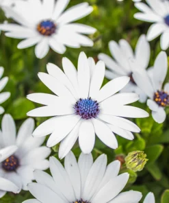 White African Cape Daisy Seeds - Dimorphotheca Sinuata - 25 Seeds - Full Sun - Image 6