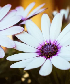 White African Cape Daisy Seeds - Dimorphotheca Sinuata - 25 Seeds - Full Sun - Image 7