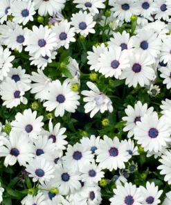 White African Cape Daisy Seeds - Dimorphotheca Sinuata - 25 Seeds - Full Sun - Image 8