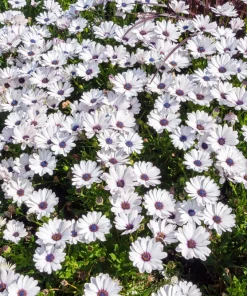 White African Cape Daisy Seeds - Dimorphotheca Sinuata - 25 Seeds - Full Sun - Image 9