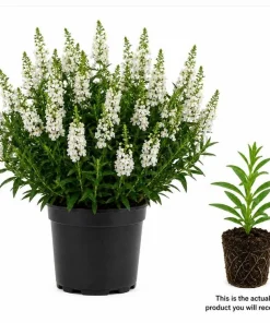 White Angelina Sedum Live Plant – 3-5 Inch Tall Succulent Ground Cover - Image 2