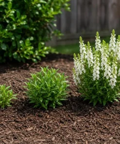 White Angelina Sedum Live Plant – 3-5 Inch Tall Succulent Ground Cover - Image 3