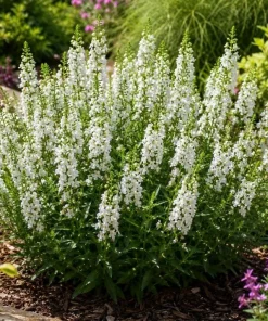 White Angelina Sedum Live Plant – 3-5 Inch Tall Succulent Ground Cover - Image 5