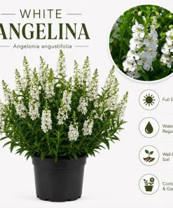 White Angelina Sedum Live Plant – 3-5 Inch Tall Succulent Ground Cover - Image 6