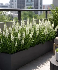White Angelina Sedum Live Plant – 3-5 Inch Tall Succulent Ground Cover - Image 7