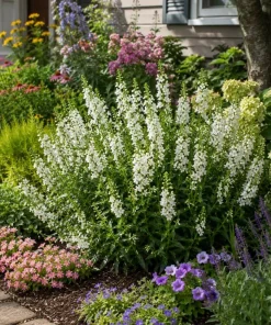 White Angelina Sedum Live Plant – 3-5 Inch Tall Succulent Ground Cover - Image 8