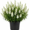 White Angelina Sedum Live Plant – 3-5 Inch Tall Succulent Ground Cover - Image 1