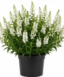 White Angelina Sedum Live Plant – 3-5 Inch Tall Succulent Ground Cover - Image 1