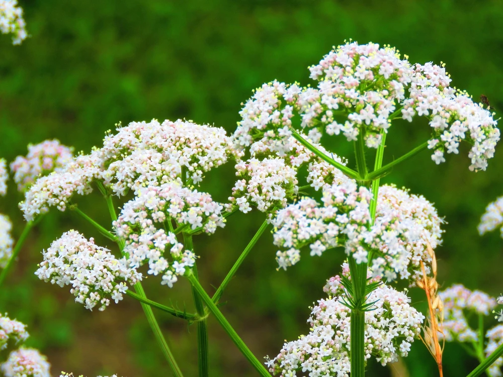 White Anise Seeds – Pimpinella Anisum Herb Flower – 500 Count - Image 2