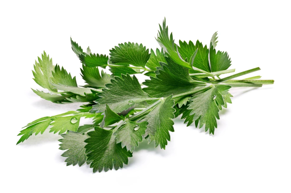 White Anise Seeds – Pimpinella Anisum Herb Flower – 500 Count - Image 3