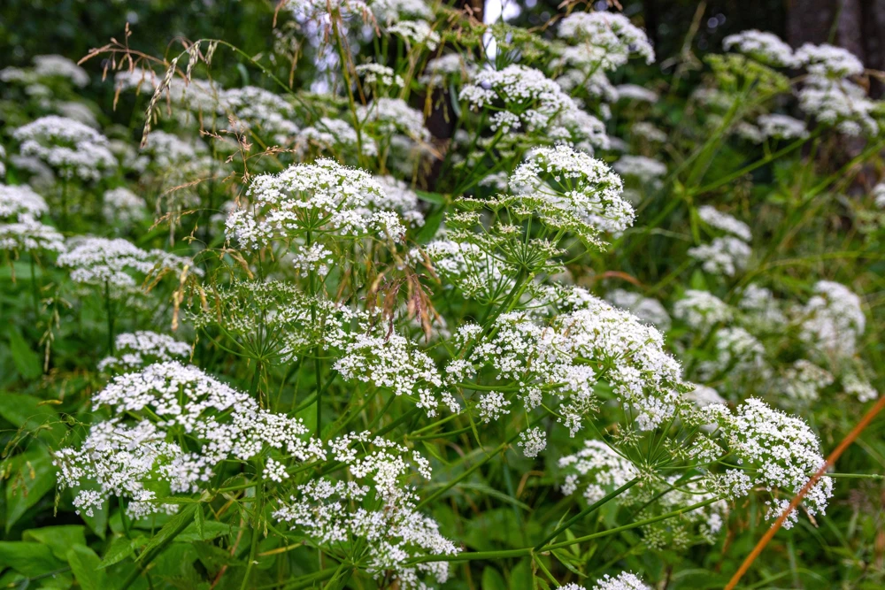 White Anise Seeds – Pimpinella Anisum Herb Flower – 500 Count - Image 5