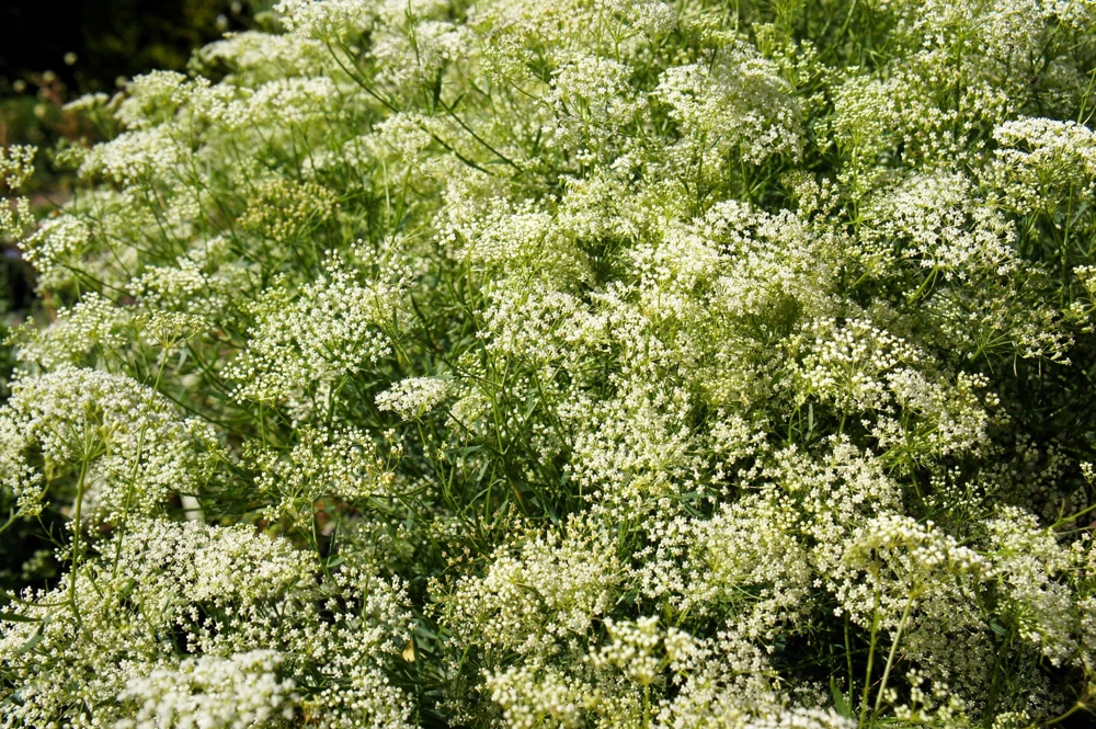 White Anise Seeds – Pimpinella Anisum Herb Flower – 500 Count - Image 6