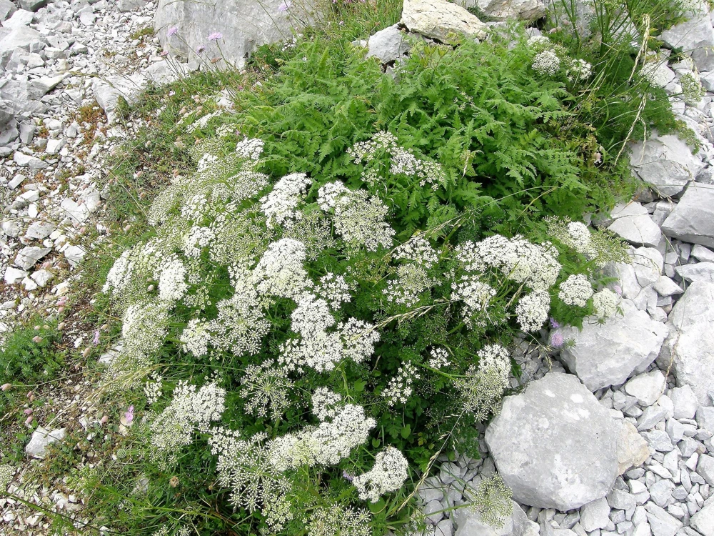 White Anise Seeds – Pimpinella Anisum Herb Flower – 500 Count - Image 7
