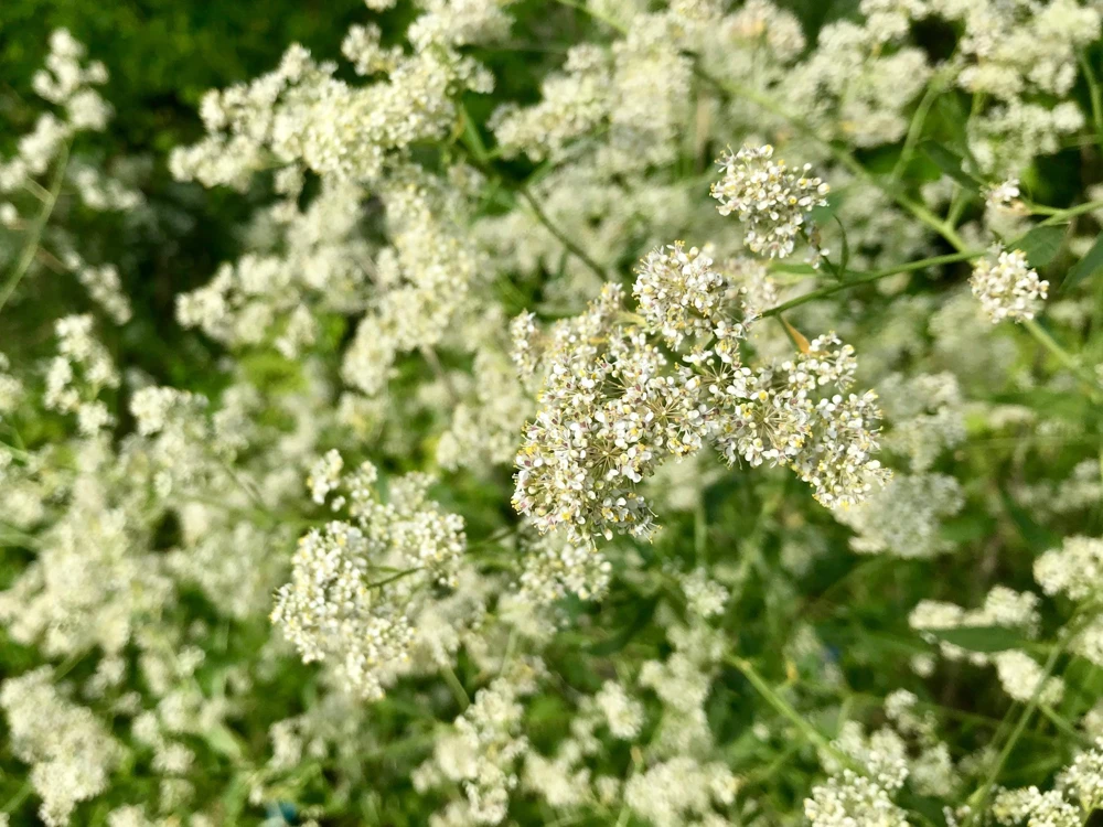 White Anise Seeds – Pimpinella Anisum Herb Flower – 500 Count - Image 8
