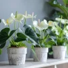 White Anthurium Live Plant – Elegant Indoor Houseplant – White Flowers - Image 1
