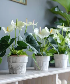 White Anthurium Live Plant – Flamingo Lily Tropical Houseplant – Indoor Plant - Image 1