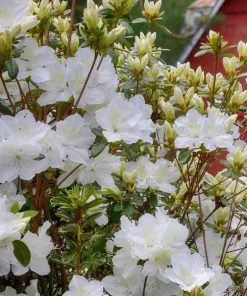 White Azalea Live Plant - Rhododendron Shrub, 8-10 Inch Tall, Outdoor - Image 2