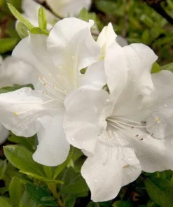 White Azalea Live Plant - Rhododendron Shrub, 8-10 Inch Tall, Outdoor - Image 3