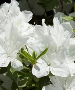 White Azalea Live Plant - Rhododendron Shrub, 8-10 Inch Tall, Outdoor - Image 4
