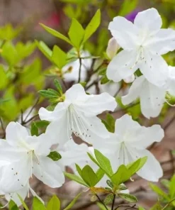 White Azalea Live Plant - Rhododendron Shrub, 8-10 Inch Tall, Outdoor - Image 5