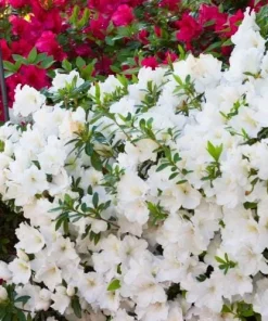White Azalea Live Plant - Rhododendron Shrub, 8-10 Inch Tall, Outdoor - Image 6