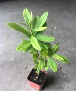 White Azalea Live Plant - Rhododendron Shrub, 8-10 Inch Tall, Outdoor - Image 7
