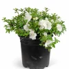 White Azalea Live Plant - Rhododendron Shrub, 8-10 Inch Tall, Outdoor - Image 1