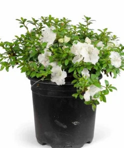 White Azalea Live Plant - Rhododendron Shrub, 8-10 Inch Tall, Outdoor - Image 1