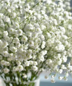 White Baby's Breath Seeds - Gypsophila Elegans - 500 Seeds for Bouquets & Gardens - Image 2