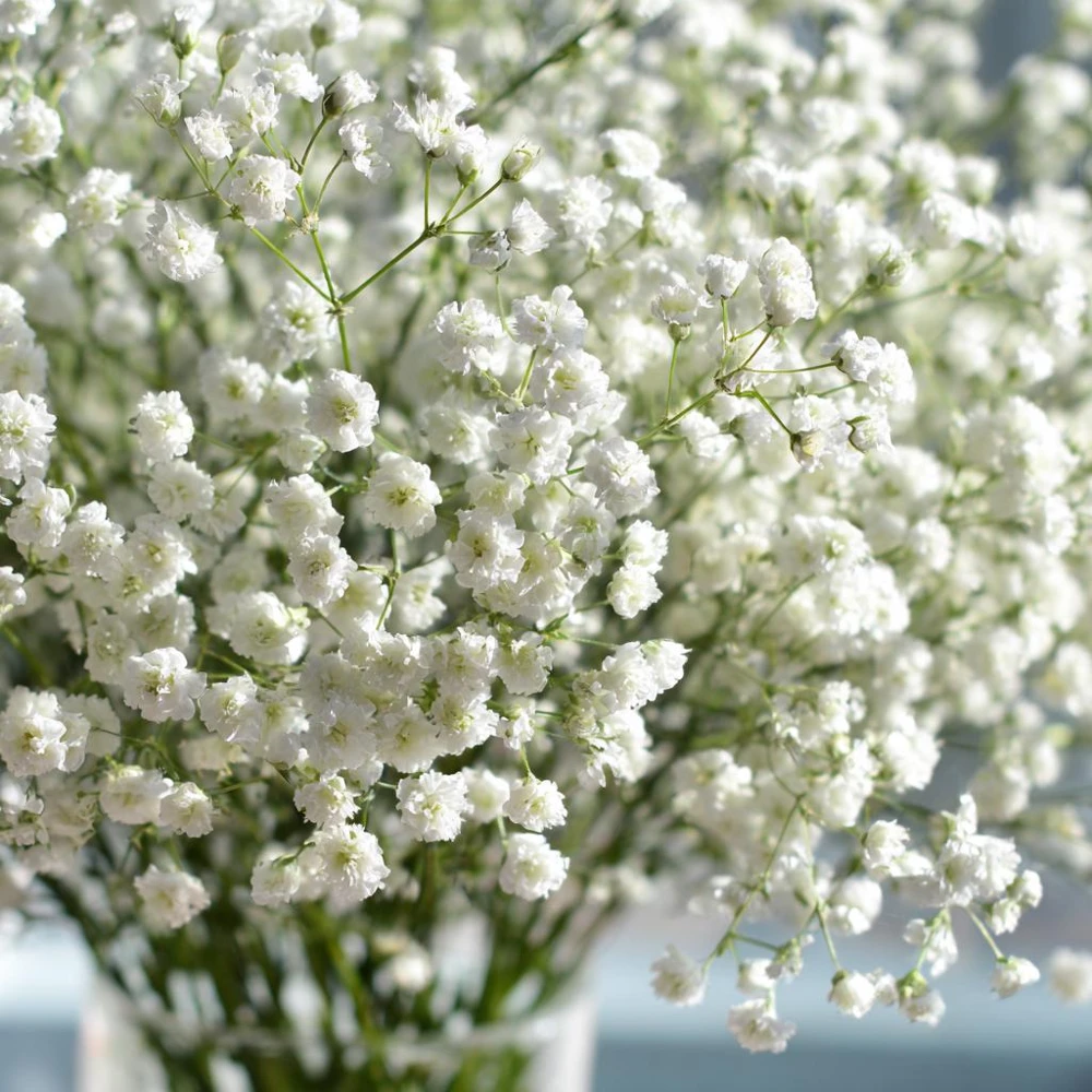 White Baby's Breath Seeds - Gypsophila Elegans - 500 Seeds for Bouquets & Gardens - Image 2
