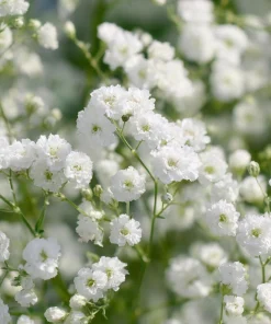 White Baby's Breath Seeds - Gypsophila Elegans - 500 Seeds for Bouquets & Gardens - Image 4