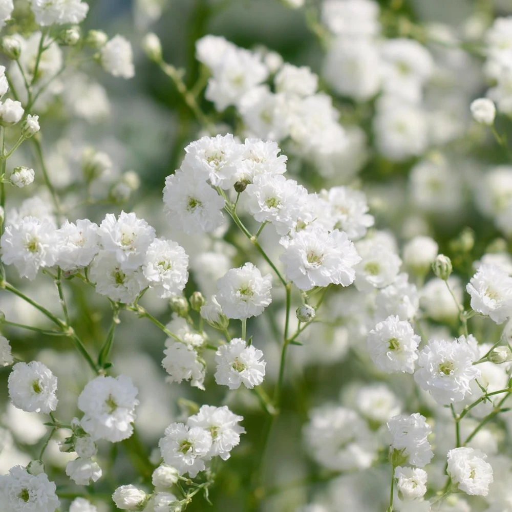 White Baby's Breath Seeds - Gypsophila Elegans - 500 Seeds for Bouquets & Gardens - Image 4