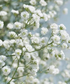 White Baby's Breath Seeds - Gypsophila Elegans - 500 Seeds for Bouquets & Gardens - Image 5