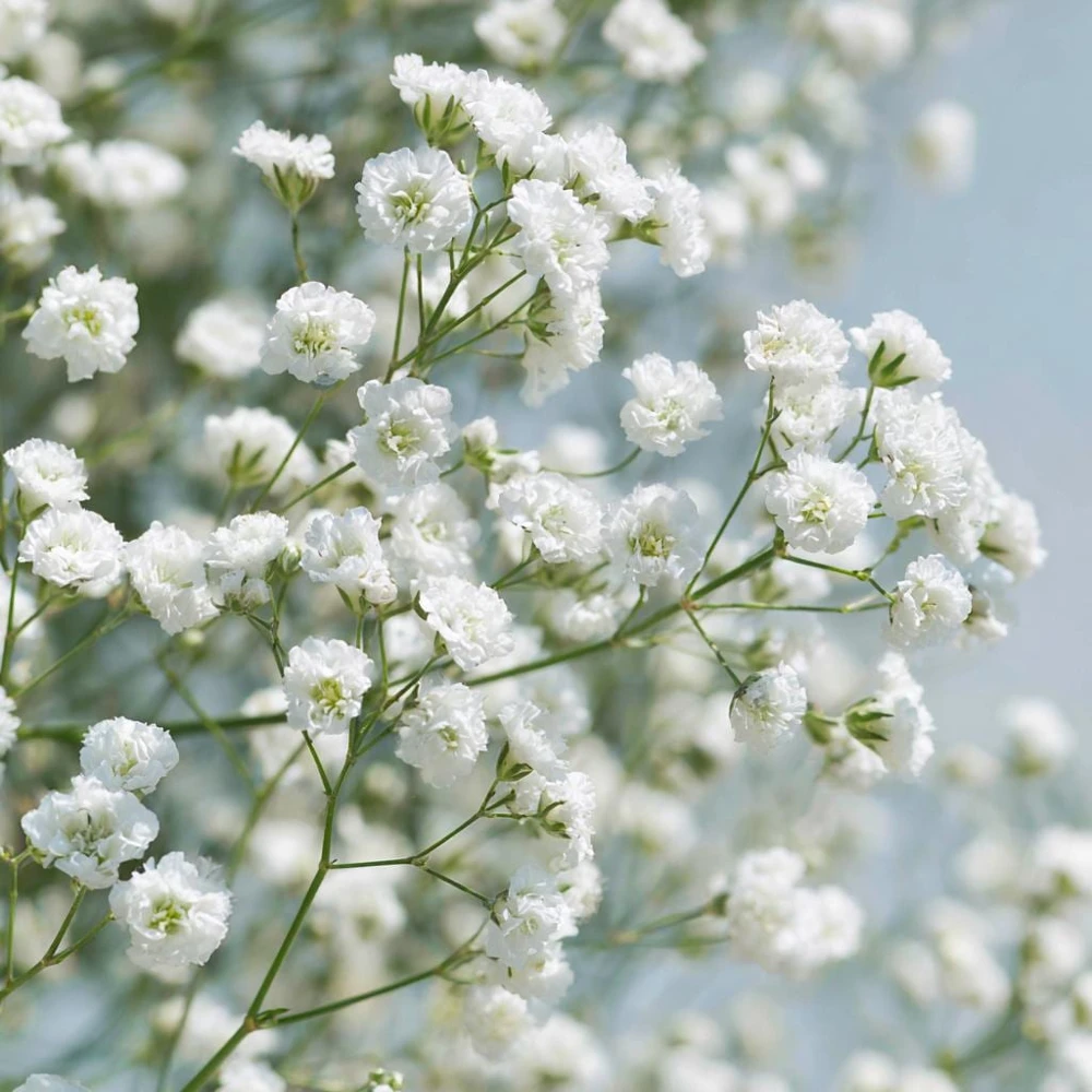 White Baby's Breath Seeds - Gypsophila Elegans - 500 Seeds for Bouquets & Gardens - Image 5