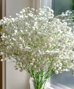 White Baby's Breath Seeds - Gypsophila Elegans - 500 Seeds for Bouquets & Gardens - Image 1