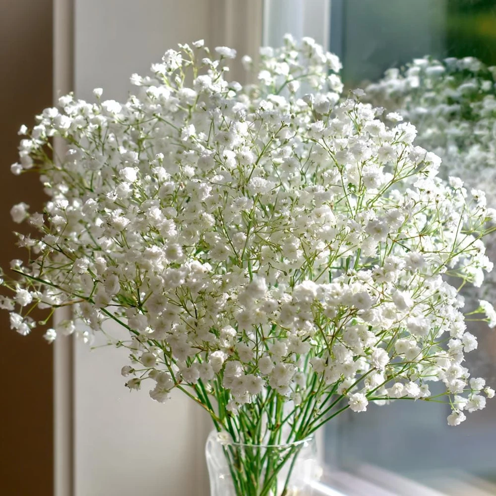 White Baby's Breath Seeds - Gypsophila Elegans - 500 Seeds for Bouquets & Gardens - Image 1