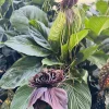 White Bat Flower Live Plant - Tacca integrifolia - Rare Tropical Indoor Plant - Image 1