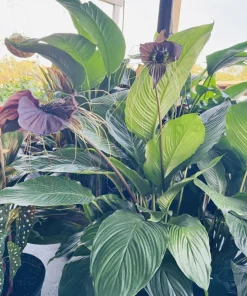 White Batflower Live Plant - Tacca integrifolia - Exotic Houseplant - Image 2