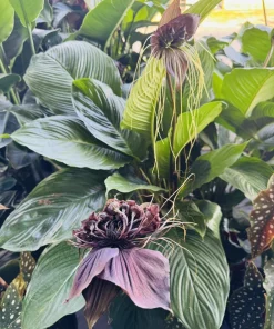 White Batflower Live Plant - Tacca integrifolia - Exotic Houseplant - Image 1