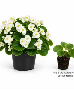 White Begonia Live Plant - 3-5 Inches Tall, Flowering Indoor/Outdoor Plant - Image 2