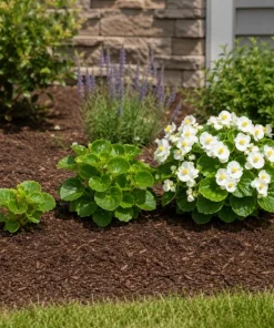 White Begonia Live Plant - 3-5 Inches Tall, Flowering Indoor/Outdoor Plant - Image 3
