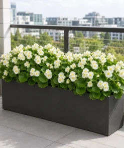 White Begonia Live Plant - 3-5 Inches Tall, Flowering Indoor/Outdoor Plant - Image 4