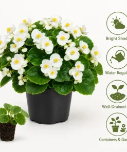 White Begonia Live Plant - 3-5 Inches Tall, Flowering Indoor/Outdoor Plant - Image 5